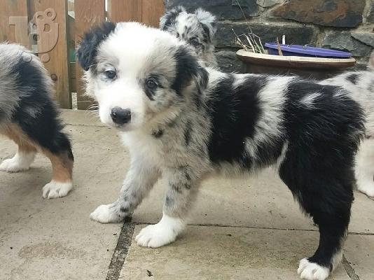 Κουτάβια Border Collie